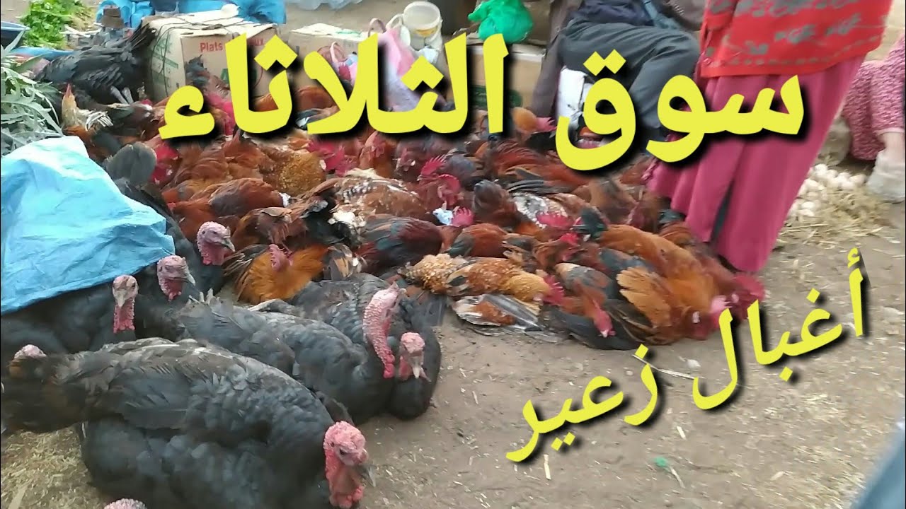 سوق أسبوعي الثلاثاء مولاي إدريس أغبال زعير  بالبادية زعير والسهول