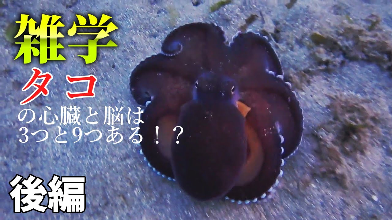 タコ解説 タコの心臓と脳は3つと9つある！？ 後編 - YouTube