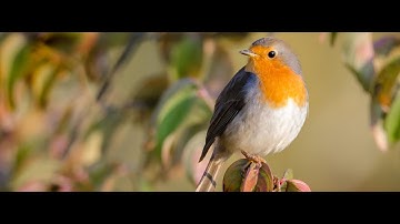 How Migratory Birds Sense the Earth