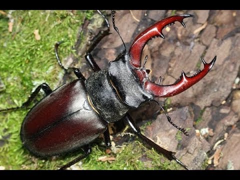 Жуки видео для детей. Насекомые видео для детей