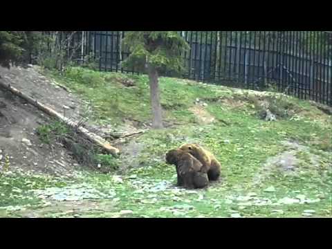 Adult videos - Girls using teddy bears to masturbate teddy to masturbate using Girls bears