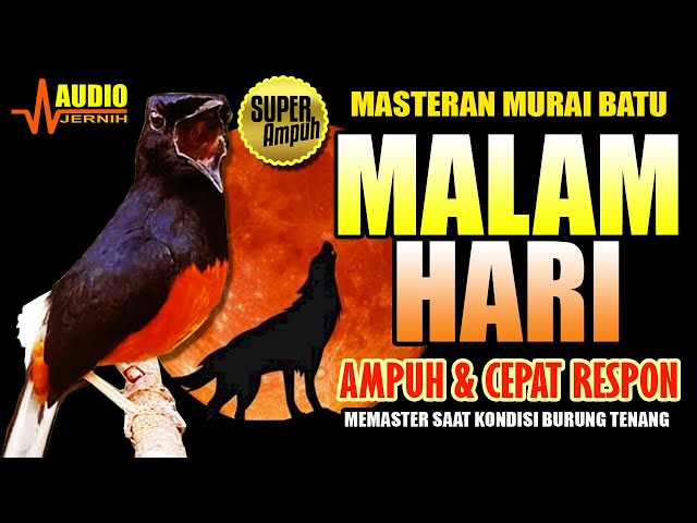 MASTERAN MURAI BATU MALAM HARI | CEPAT RESPON u0026 AMPUH | masteran murai batu terbaik class=