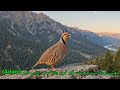 Chukar Partridge Song | Chakor Song | Chukar Kishore | Urdu Poem | چکور | چُکر کِشور