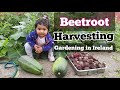 Vegetables harvesting in september  kitchen gardening in ireland  kuku  vlogs