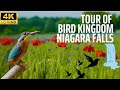 The Secret Bird Kingdom of Niagara Falls