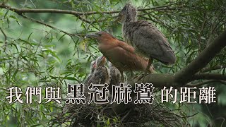 【都會生態】我們與黑冠麻鷺的距離在台灣落地生根的稀有留鳥(我們的島 第1061集 20200629)