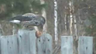 ВИДЕО КЕДРОВКА ВИДЕО КЕДРОВКА
