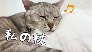 チロさんを布団と枕にして暖まる猫マロちゃん