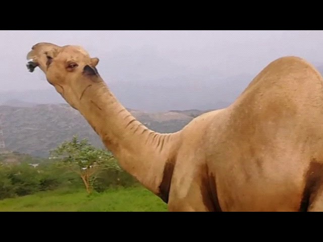 لقاء ملاك الابل في منطقة جازان 1440 Youtube