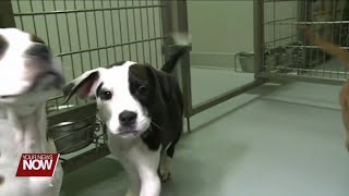 Reminder: Get your dog tags for your four-legged friend before February price jump