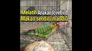 CARA MELATIH ANAKAN LOVEBIRD UNTUK MAKAN SENDIRI