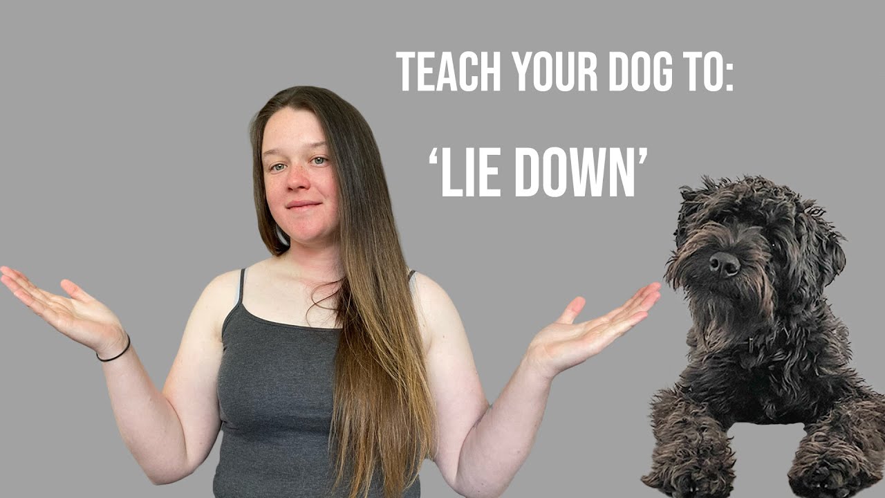How To Teach Your Dog To 'LIE DOWN' YouTube
