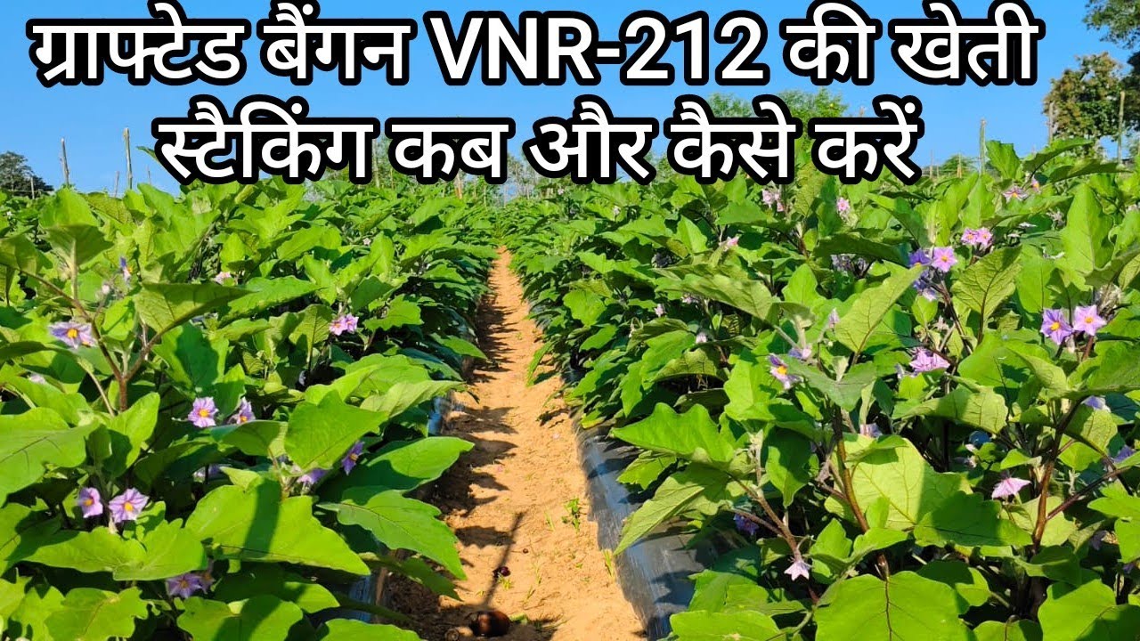 ग्राफ्टेड बैंगन VNR-212 की खेती-स्टैकिंग कब और कैसे करें? How to do Stacking in Grafted Brinjal#vnr