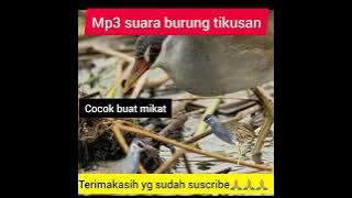 download suara burung tikusan