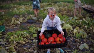 Harvest Festival 2018: Harvesting Squash!