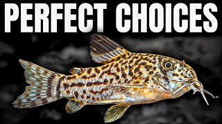 The Best and Worst Fish for 20 Gallon Tanks