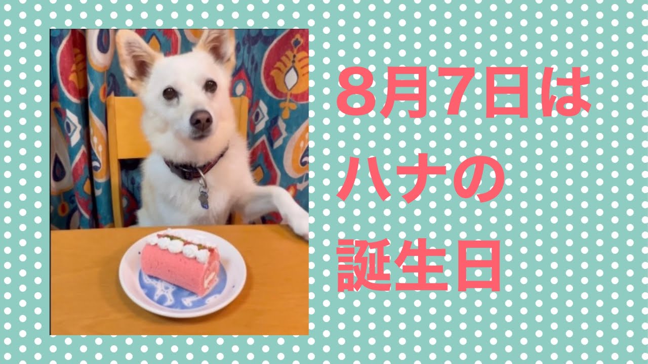 保護犬だったハナが、うちの子になるまで - YouTube