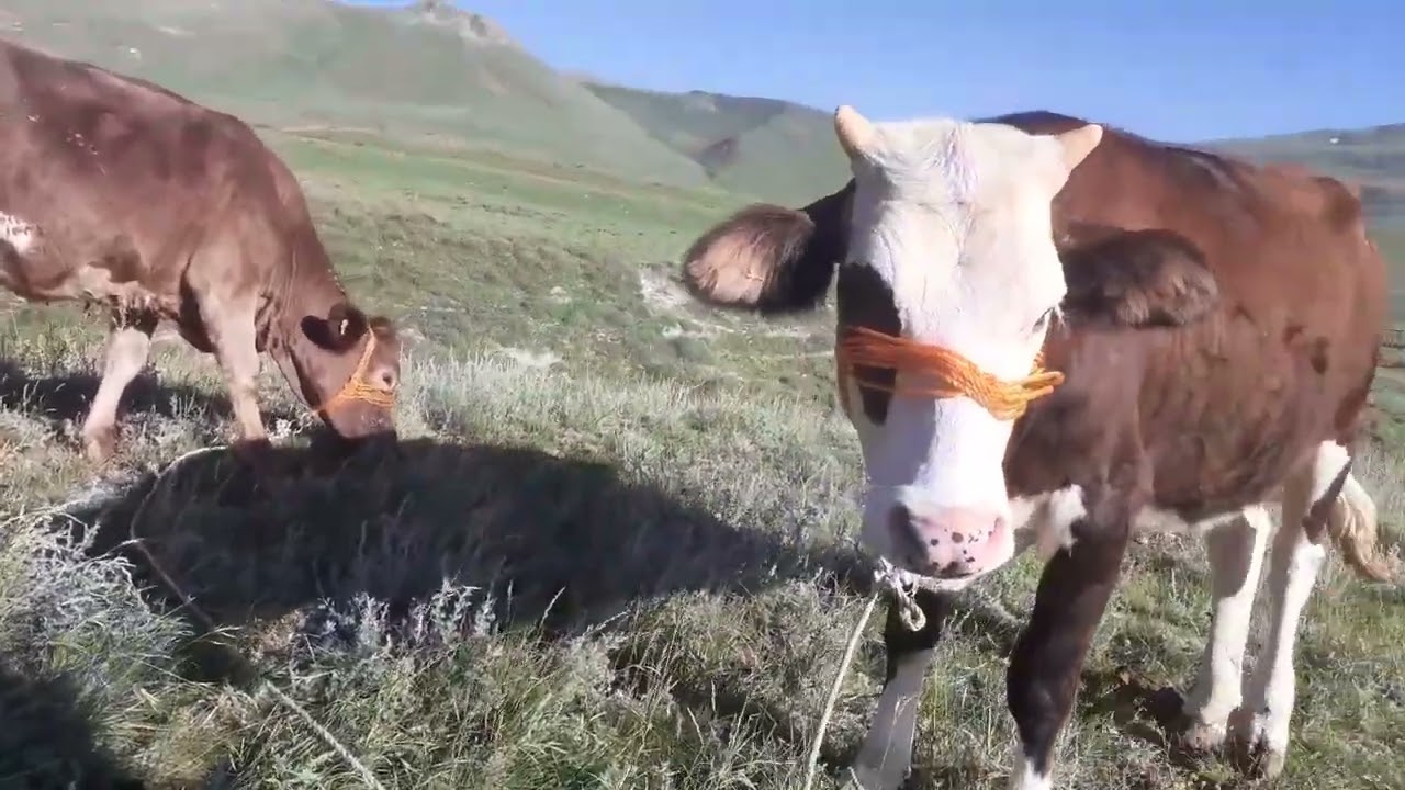 ERZURUM KURBAN PAZARI 2024