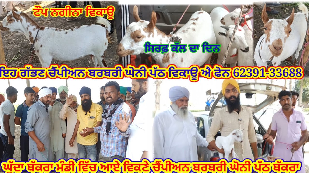 ਘੁੱਦਾ ਬੱਕਰਾ ਮੰਡੀ ਵਿੱਚ ਵੇਖੋ ਆਇਆ ਬਰਬਰੀ ਨਸਲ ਦੇ ਜਾਨਵਰਾਂ ਦਾ ਹੜ#iltilanatv#bawagoatfarm#bitalgoat#