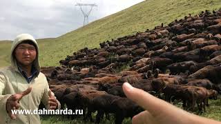 Гиссарские овцы и саги дахмарда, овцематки и ягнята дахмарда Бобокалона