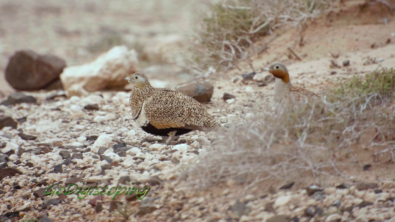 Black-bellied Sandgrouse 
