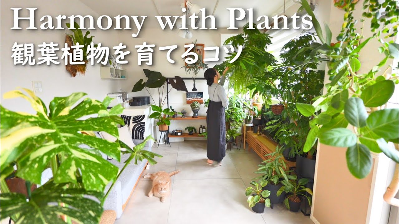 【初心者向け】観葉植物を育てる６つのコツ｜失敗から学んだ大事なこと