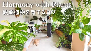 Download lagu 【初心者向け】観葉植物を育てる６つのコツ｜失敗から学んだ大事なこと