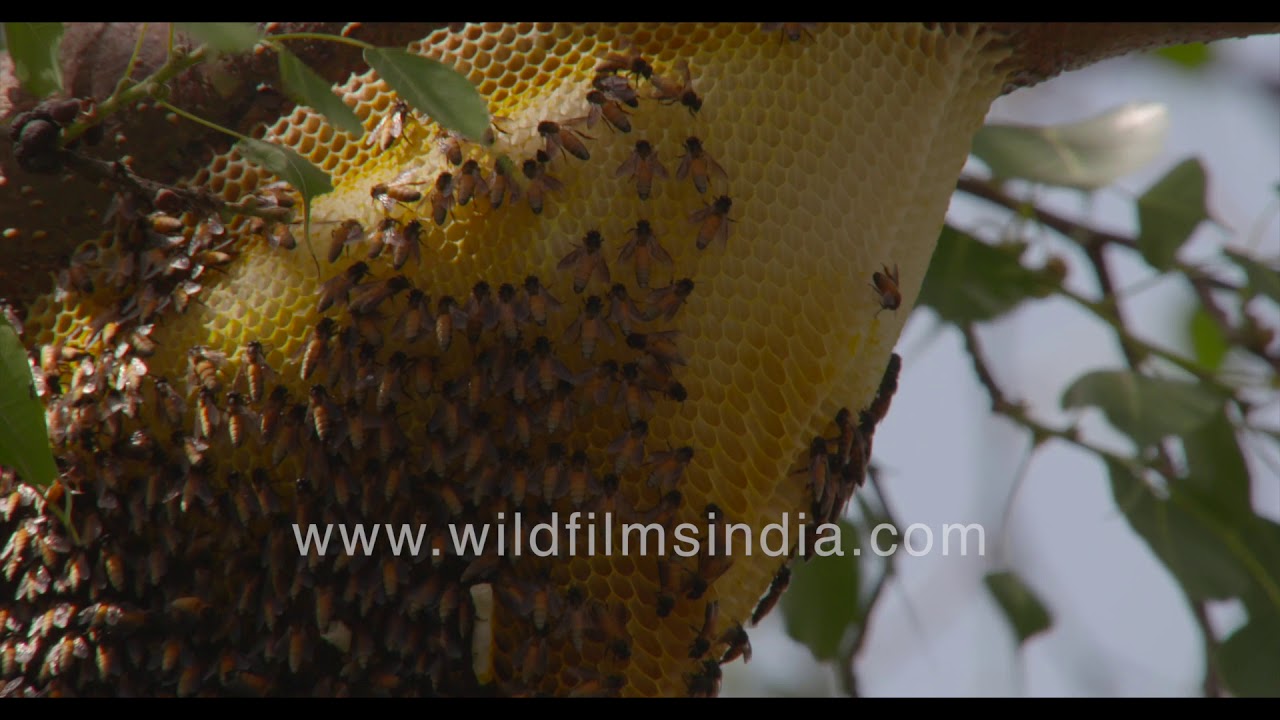 Wild Honey Making - Beehive And Worker Bees Of Indian Honey Bee - Youtube