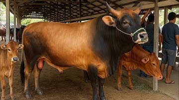 suara sapi, sapi moo, sapi jumbo, sapi kurban, sapi lucu, sapi joget, sapi  brahman, cow videos