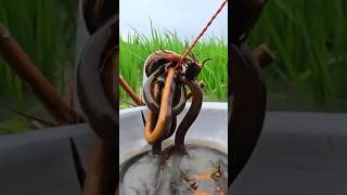 Wait for it! 🤯 This eel trap is pure genius. What a catch! 🎣 #Shorts #YouTubeShorts #Viral #ForYou