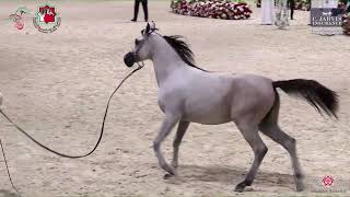 N.81 R.A. MASHAHEER - Emirates AH Breeders Championship 2023 - Fillies 2-3 Years Old Section A (...
