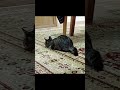 犬が遊び友達♥猫 #犬と猫