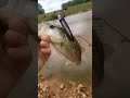 topwater bite was on y'all #blowup #fishing #bassfishing TIGHT LINES YALL!!!!