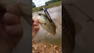 topwater bite was on y'all #blowup #fishing #bassfishing TIGHT LINES YALL!!!!