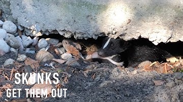 Skunk Removal from under Decks, Sheds and Porches | Wildlife Control