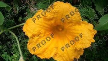 How to Add a Watermark in PaintShop Pro