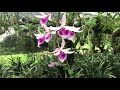 ng Gio c v??n lan to! (1) (A male teacher with a large Orchid garden - 01)