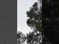 KUNGSFÅGEL - Åbysäcken 180415