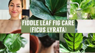 Fiddle Leaf Fig Care \/\/ Take Your Big Plants Into the Shower!!!