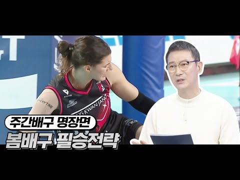 | <strong>주간배구</strong>