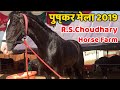 R.S Choudhary Horse Farm / Pushkar Fair 2019 / पुष्कर मेला 2019