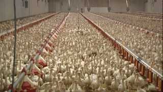 Hutterites Lead SD Turkey Production