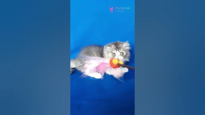 Video 11173811: black white persian kitten, white female persian kitten, gorgeous persian, meet persian, persiankitten