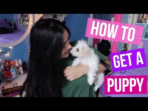 How to get a Puppy