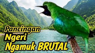 Masteran Cucak Ijo Gacor | Suara Sungai Jernih, Hutan Asri, Full Natural Sound