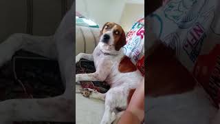 With Puppy Eating Pizza