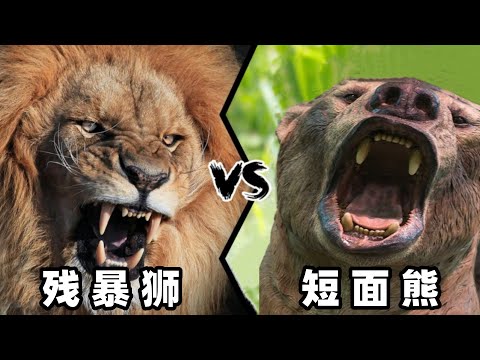 残暴狮vs短面熊，当猫科一哥遇到熊科老大，谁会笑到最后呢？