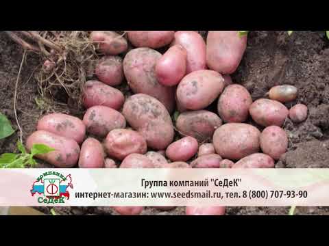 Голландской