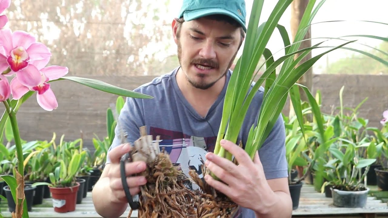 Como Replantar Orquídea Cymbidium | Dicas de Vaso e Substrato