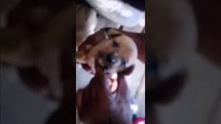 Taz 2 & Baby Joy Litter